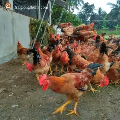 Gà ri lai hậu bị